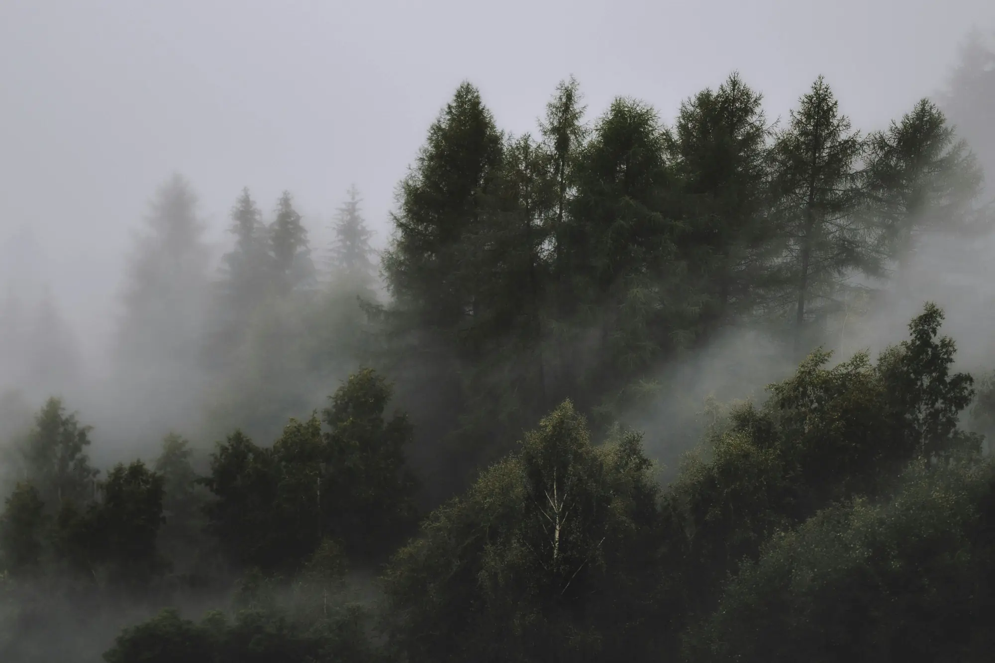 Serene view of a mist-covered forest with tall coniferous trees and thick fog.